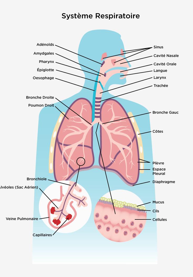 Biologie Simplifiée - Qu'est ce que le système respiratoire?  =============================== Le système respiratoire regroupe les  organes qui permettent d'inspirer et d'expirer l'air dans le but de fournir  de l'oxygène (O2) à l'organisme